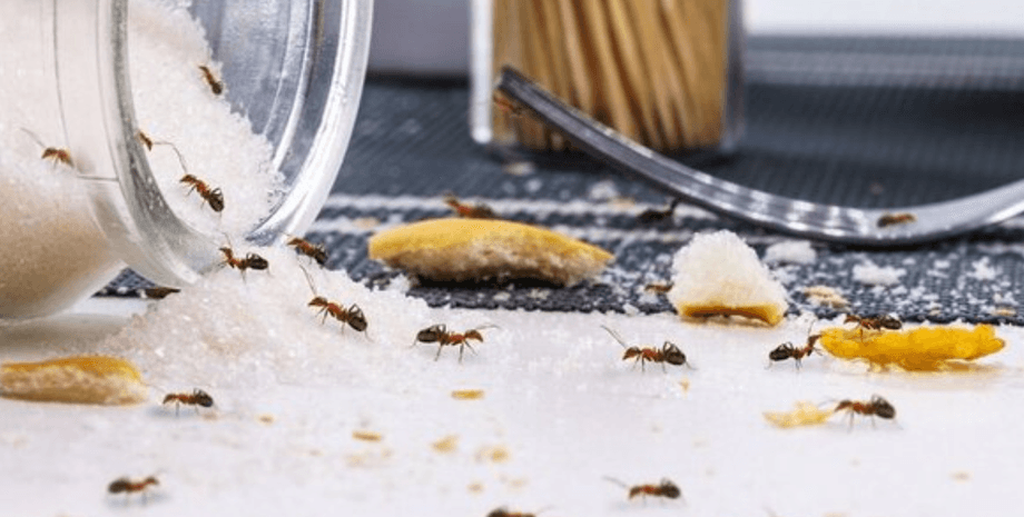 Избавиться от муравьев в квартире, как изгнать насекомых из дома обычными способами без искусственных средств