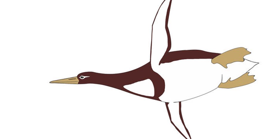 Рисунок: G. Mayr/Senckenberg Research Institute