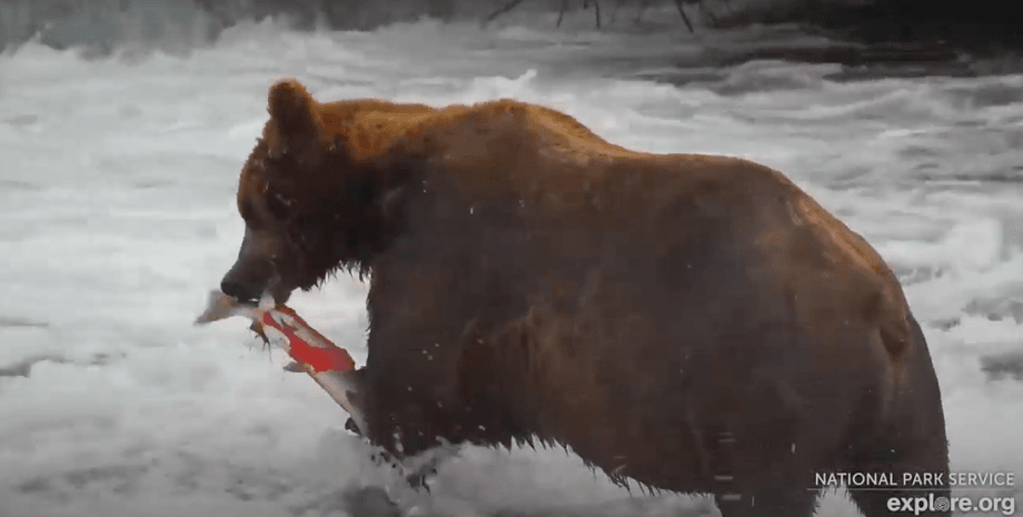 Медведь Отис на реке Брукс