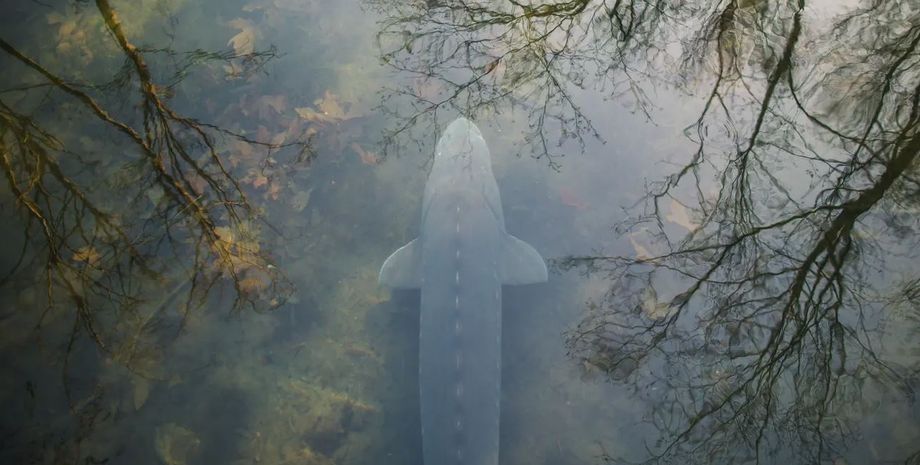 осетр, осетры