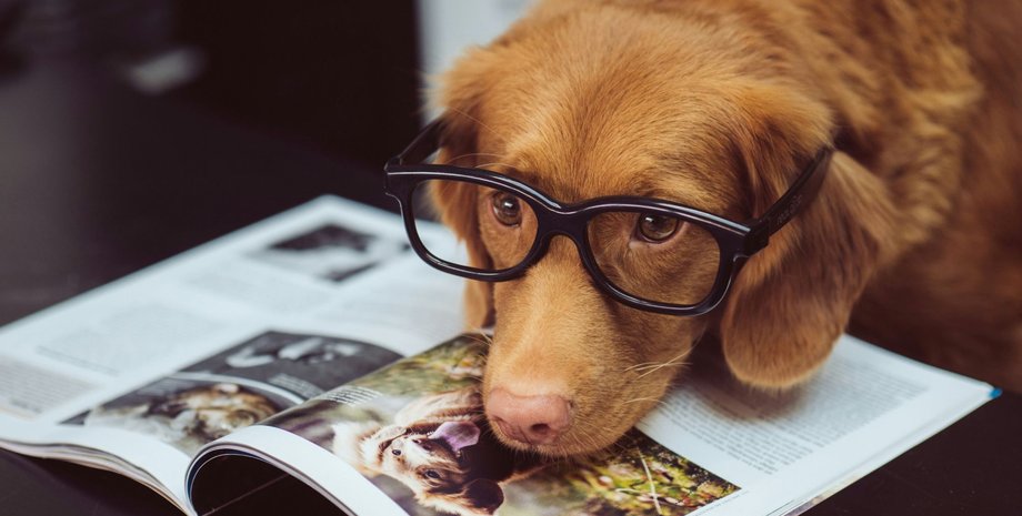 самые умные собаки в мире