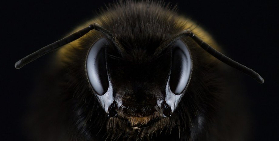 Фото: pxhere.com