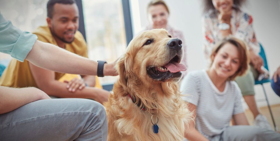 собака, люди, ласка, пет-терапія, фото
