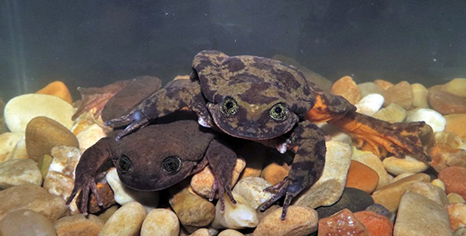 Global Wildlife Conservation