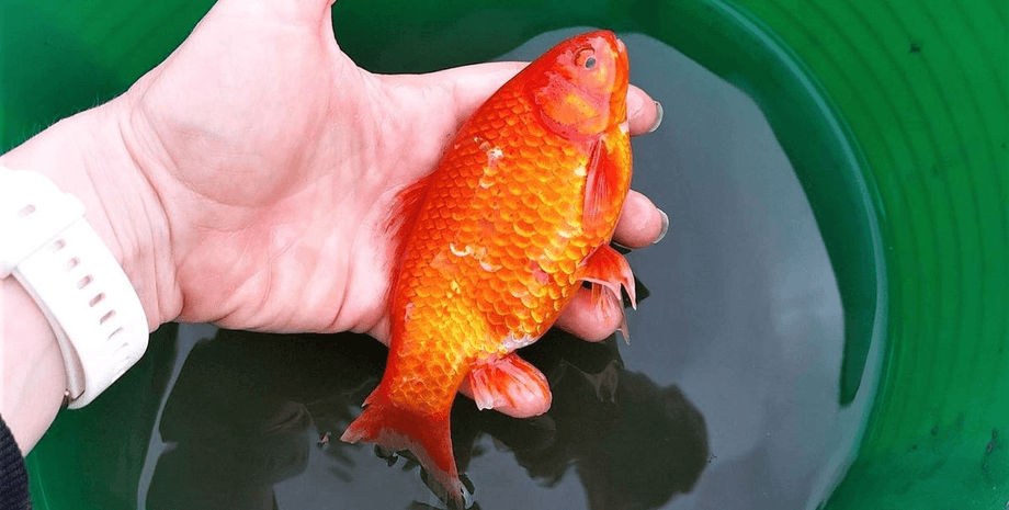 Золотая рыбка, рыбка, рыба, спасение, шторм, после шторма,