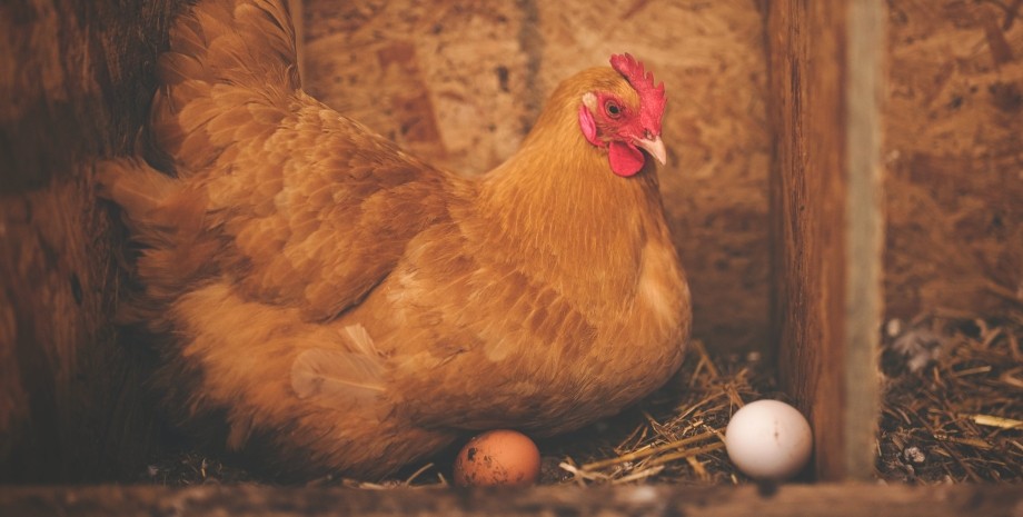 Курка несе незвичні яйця, яйця унікальної форми, Бразилія, фермер, курйози, фото