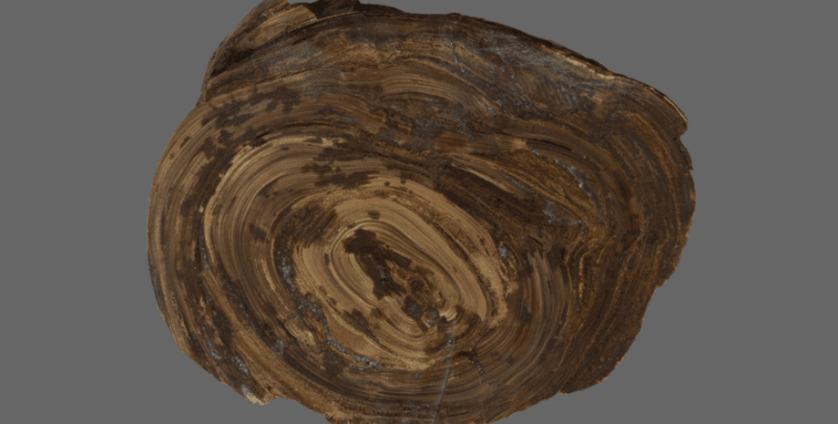 найстаріший шлунковий камінь, палеонтологія, знахідка, скам'янілість, юрський період, морські рептилії, іхтіозавр, плезіозавр, пліозавр, крокодил, палеонтолог, Університет Редінга, шлунково-кишковий тракт, мінеральні утворення, стародавні організми