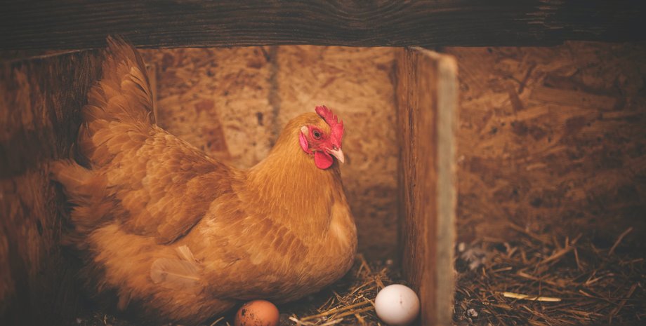 Курица несет необычные яйца, яйца уникальной формы, Бразилия, фермер, курьезы, фото