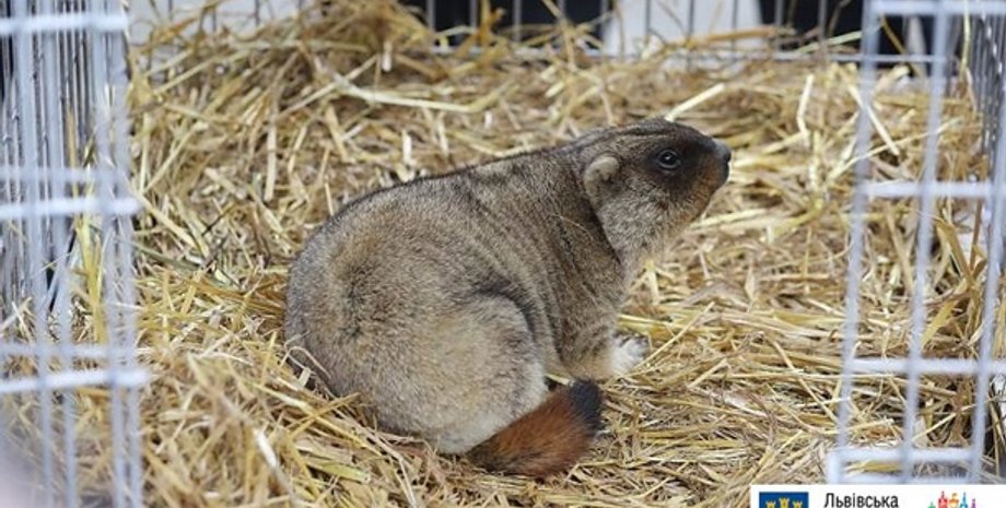 Фото: пресс-служба Львовского горсовета