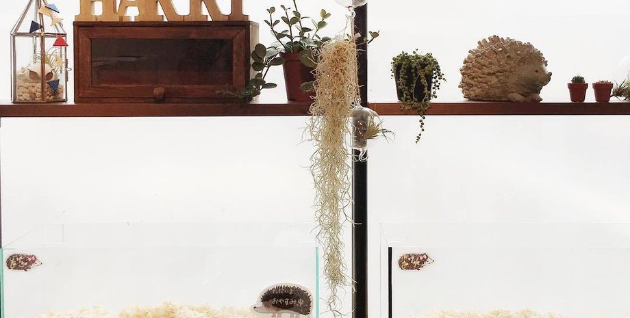 Фото: Кафе Harry