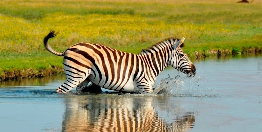 Аскания Нова, Херсонщина, зебра