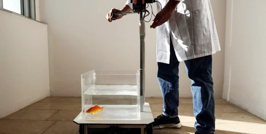 Ученые выясняют принципы ориентации золотой рыбки в пространстве