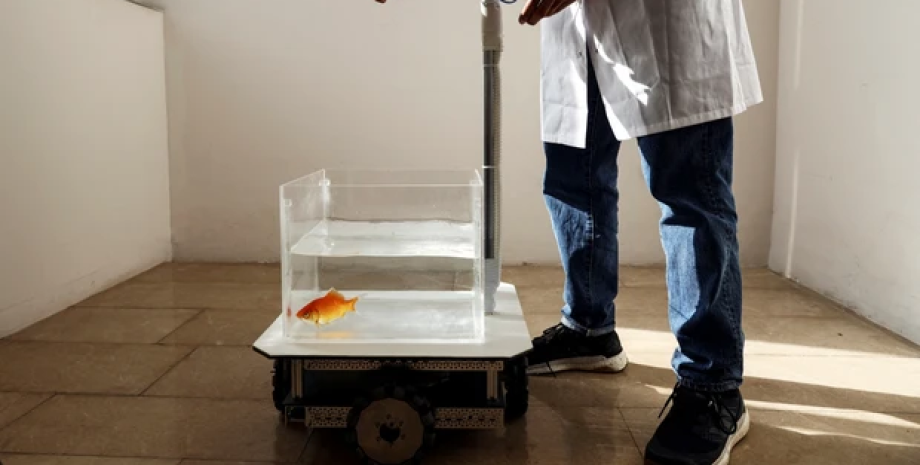 Ученые выясняют принципы ориентации золотой рыбки в пространстве