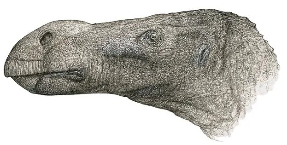 Brighstoneus simmondsi, динозавр, голова, остров Уайт, новый вид