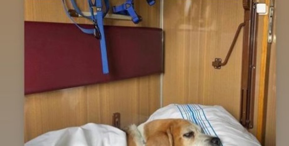 собака, УЗ, перевозка животных