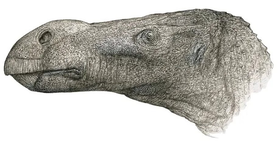 Brighstoneus simmondsi, динозавр, голова, остров Уайт, новый вид