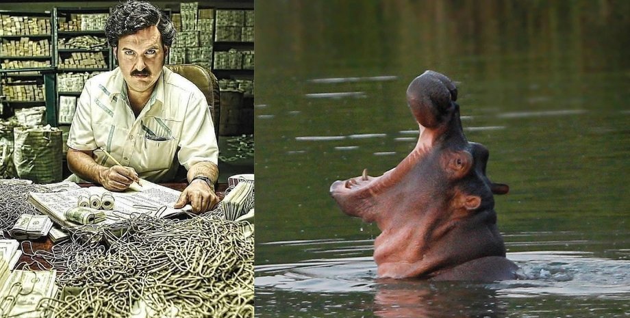 эскобар, бегемоты эскобара, эскобар бегемоты