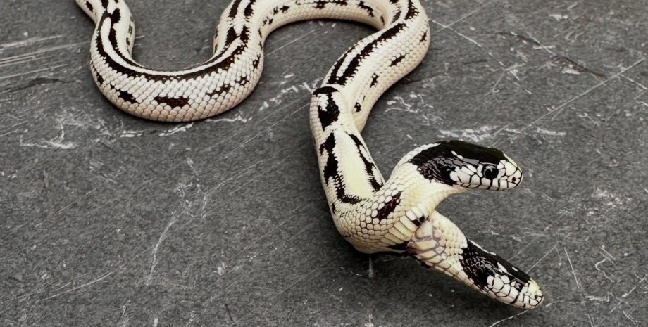 У США виявлено рідкісну двоголову змію: ці сіамські близнюки не такі як усі (фото)0