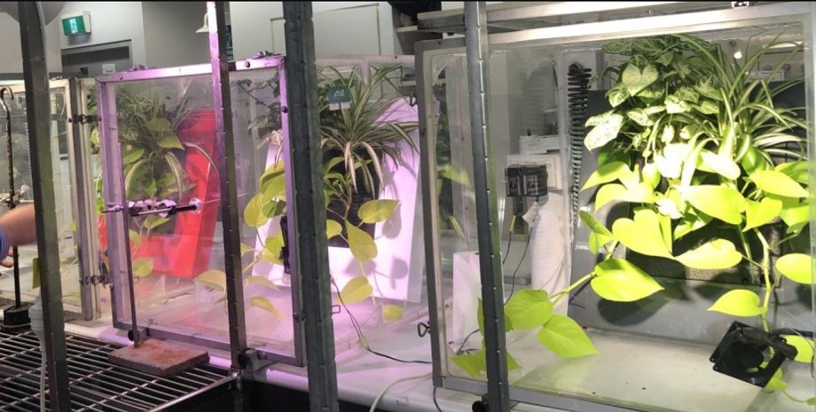 рослини, очищення повітря, кімнатні рослини