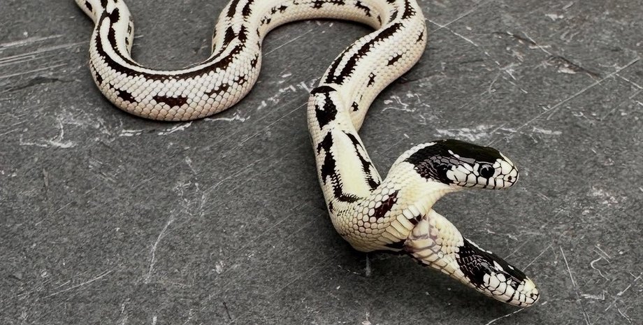 двухголовая змея