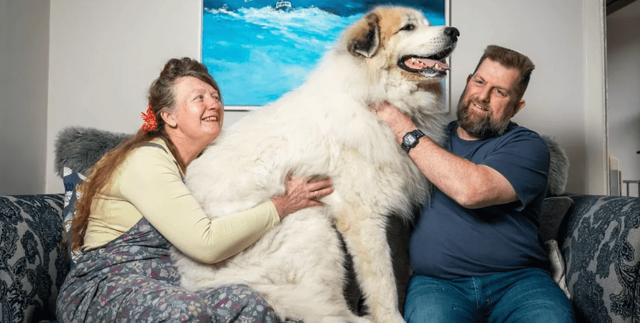 Величезний білий піренейський гірський пес сидить на дивані між новими господарями, повністю займаючи весь простір