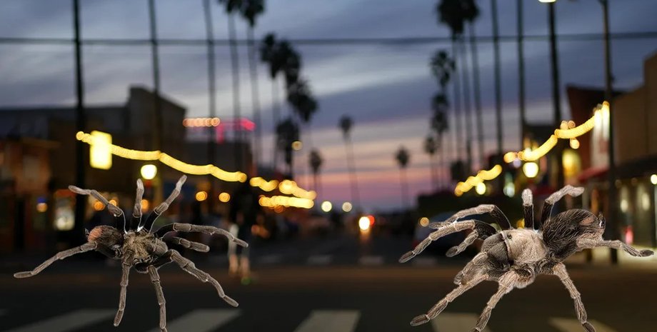 тарантули, павуки, тарантули в сан-дієго