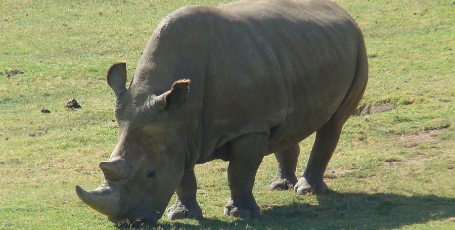 Последний самец северного белого носорога, умерший в марте 2018 года. Wikipedia