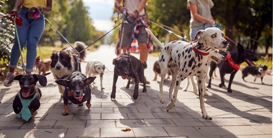собаки, домашние собаки, прогулки с собакой