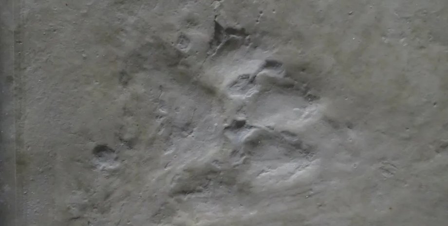 стародавній собака, сліди, виверження, Єллоустон