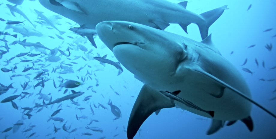 бычья акула, нападение акулы, акула напала