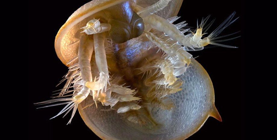 Иллюстрация: Live Science