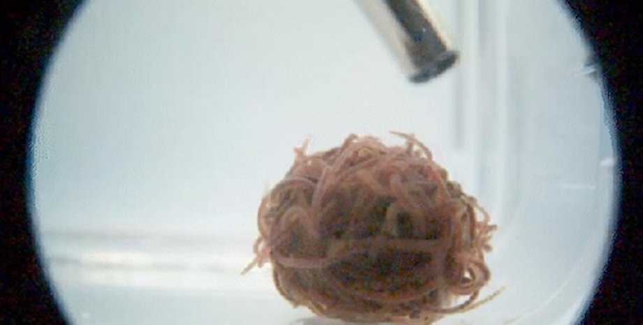 черви, клубок червей