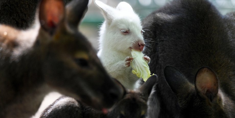 кенгуру, альбинос