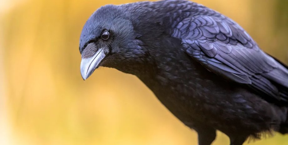 ворона таит обиду