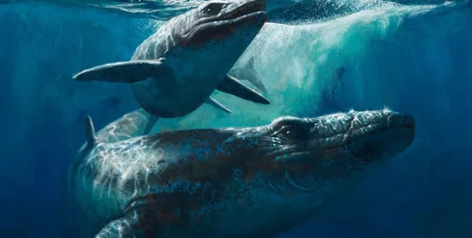 мозазавр, скам'янілості мозазавра