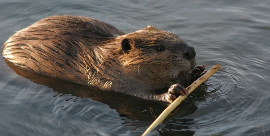 Бобры построили дамбу в селе Тысив