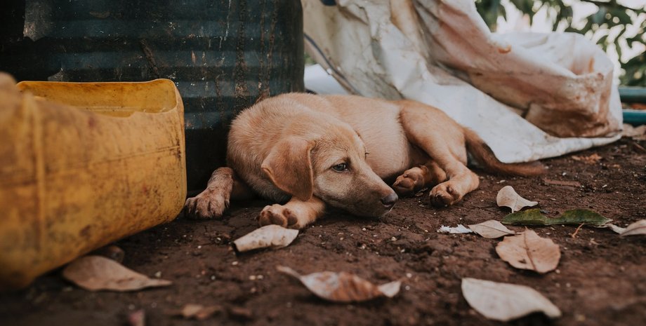 Защита животных в Украине – изменение законодательства