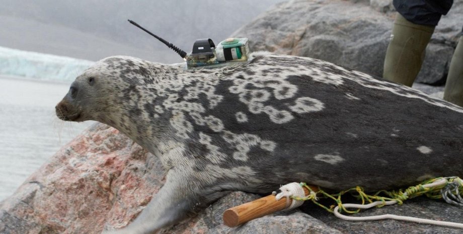 тюлени, арктические тюлени