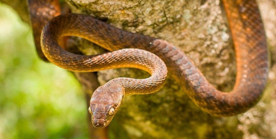 Змея, коричневая бойга