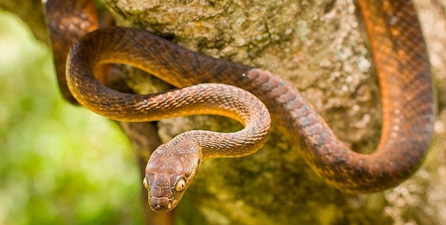 змея, природа, рептилия