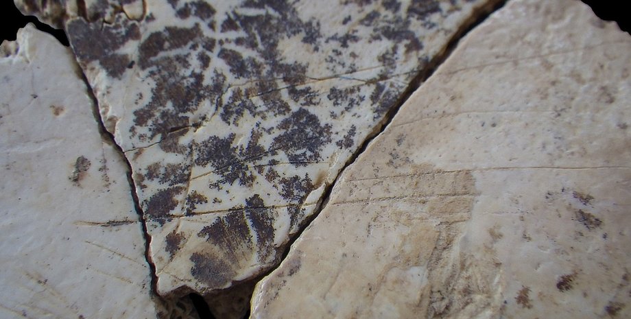 Порезы на фрагментах черепа подростка-неандертальца, ставшего жертвой каннибалов. Фото: DESCLAUX ET AL