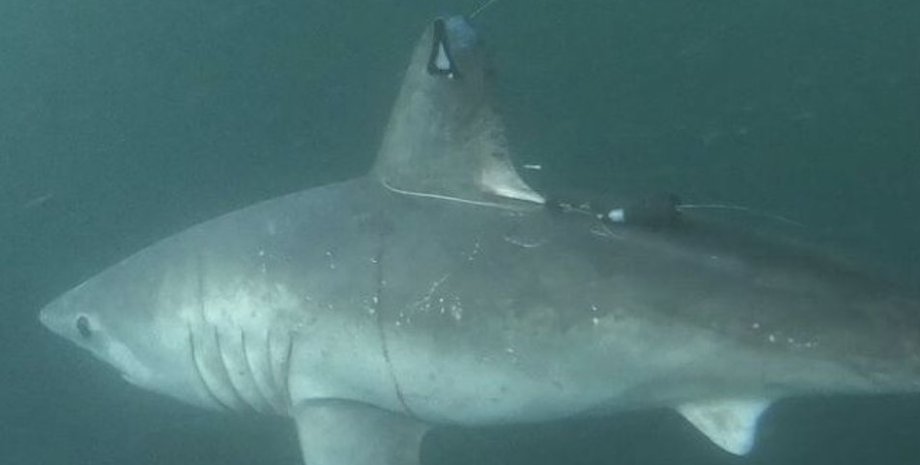 акула, сельдевая акула, атлантическая сельдевая акула
