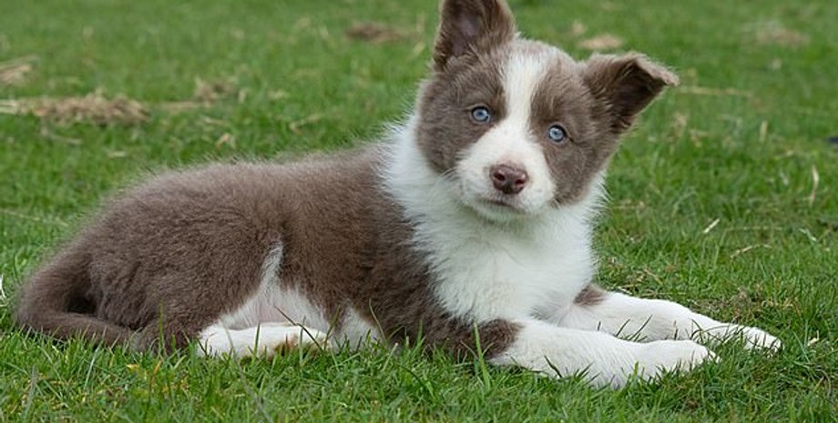 бордер-колли, собака, лесси