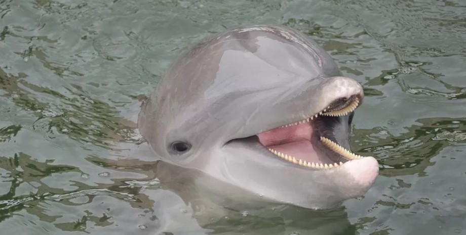 дельфін море