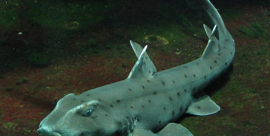 Калифорнийская бычья акула / Иллюстративное фото: commons.wikimedia.org