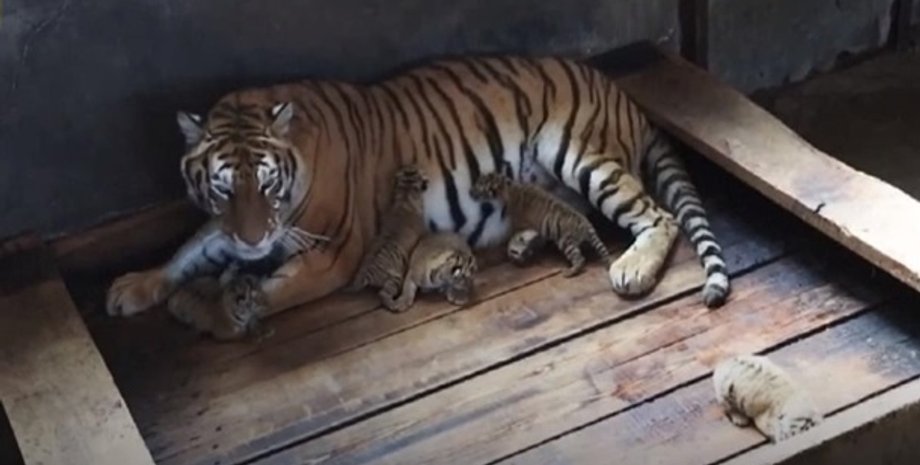 Кадр из видео