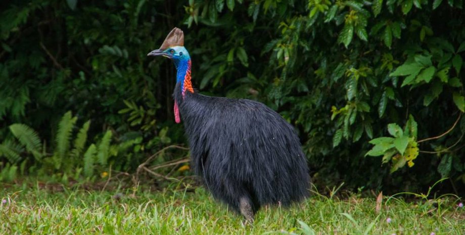 Фото: australian wildlife journeys