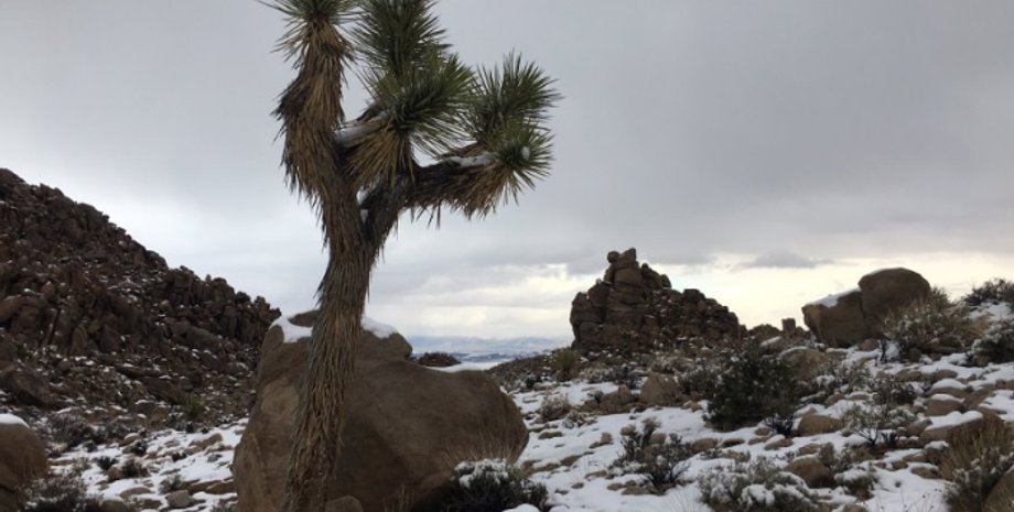 Фото: Ken Layne/Twitter