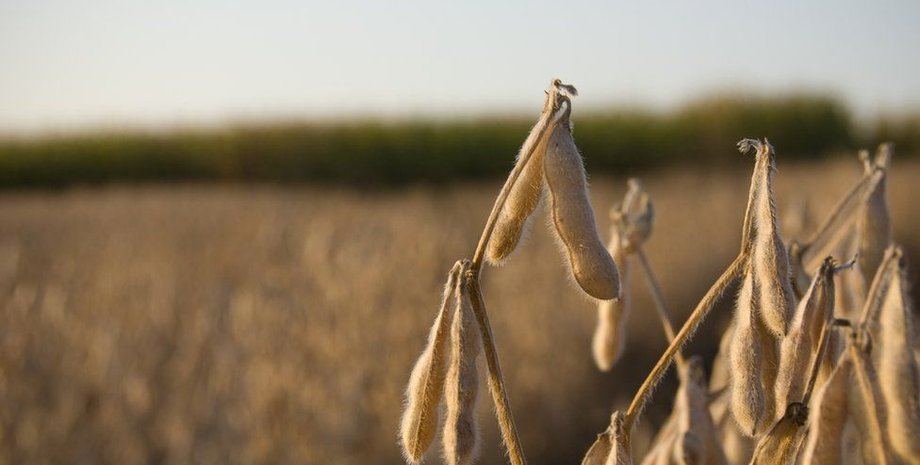 бобы, соя, поле