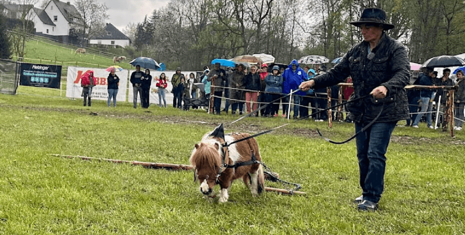 Пони, Германи, мировой рекорд, лошадь, Книга рекордов Гиннеса